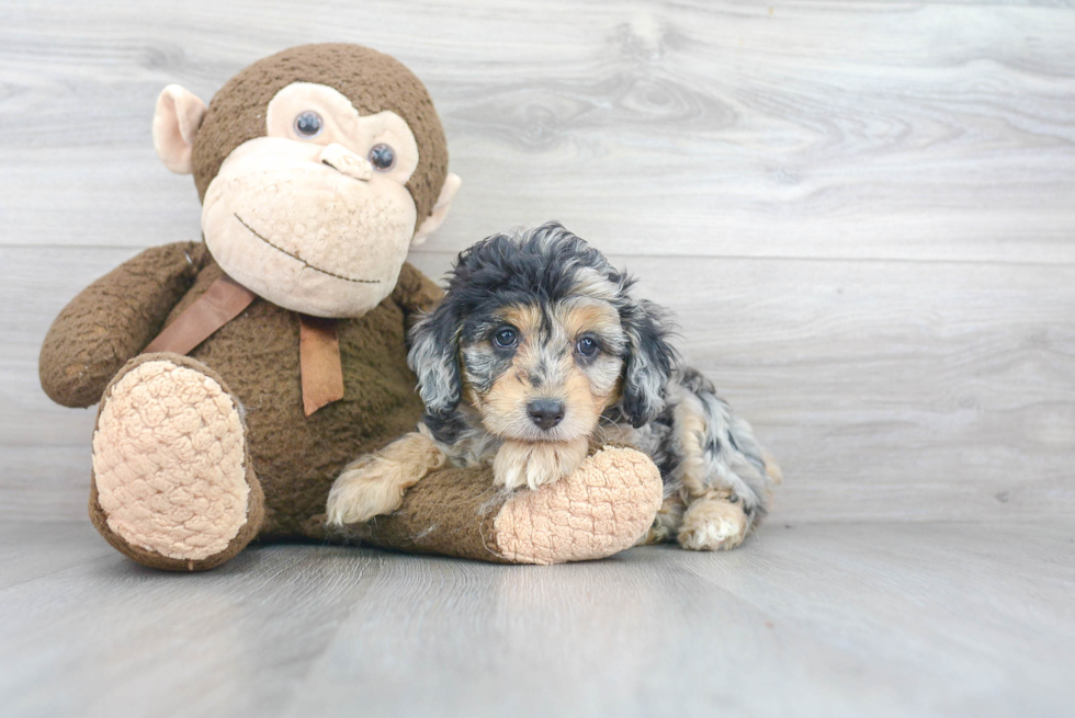 Mini Aussiedoodle Puppy for Adoption