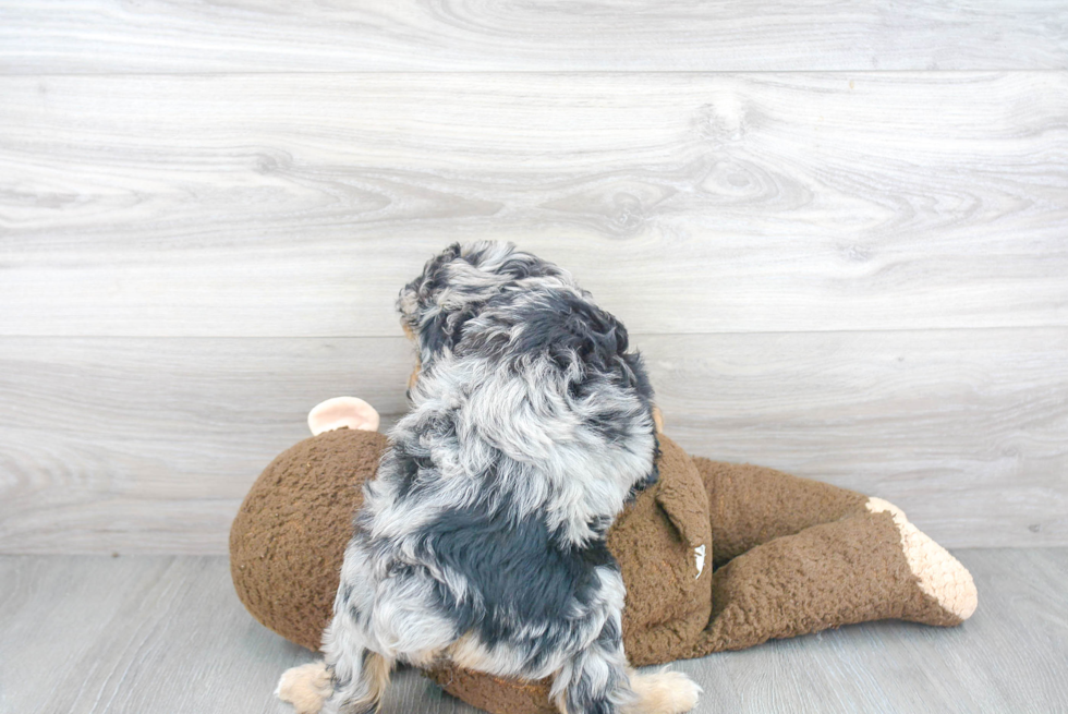 Fluffy Mini Aussiedoodle Poodle Mix Pup