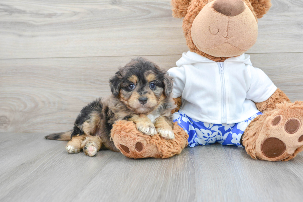 Adorable Aussiepoo Poodle Mix Puppy