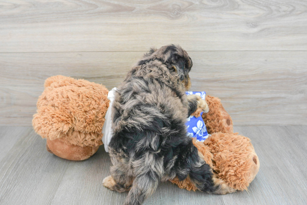 Mini Aussiedoodle Puppy for Adoption