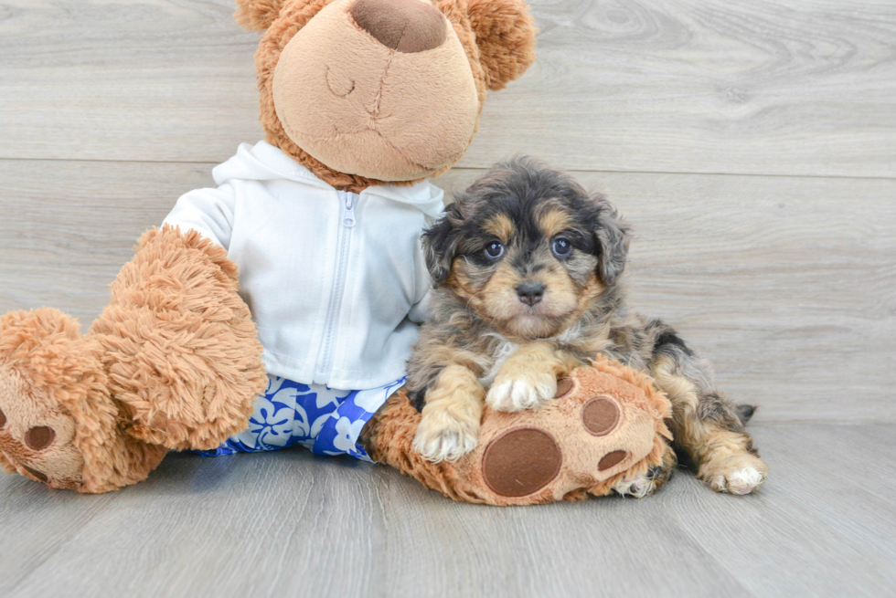 Mini Aussiedoodle Puppy for Adoption