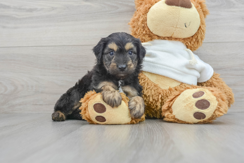 Mini Aussiedoodle Pup Being Cute