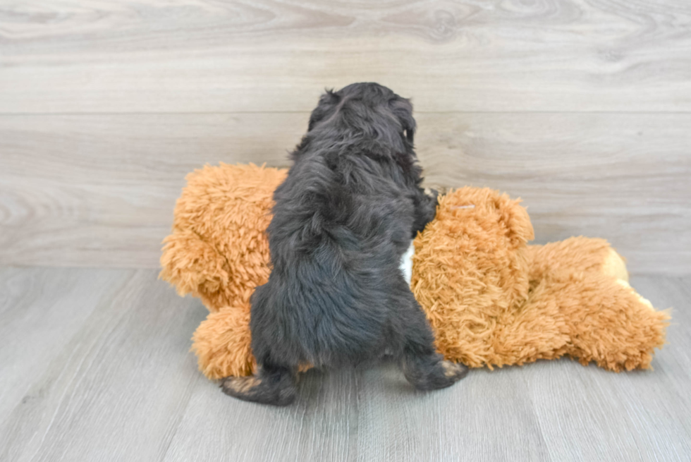 Smart Mini Aussiedoodle Poodle Mix Pup