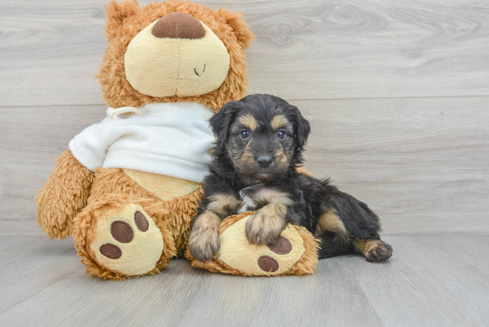 Funny Mini Aussiedoodle Poodle Mix Pup