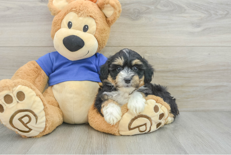 Smart Mini Aussiedoodle Poodle Mix Pup