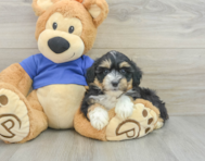 6 week old Mini Aussiedoodle Puppy For Sale - Premier Pups