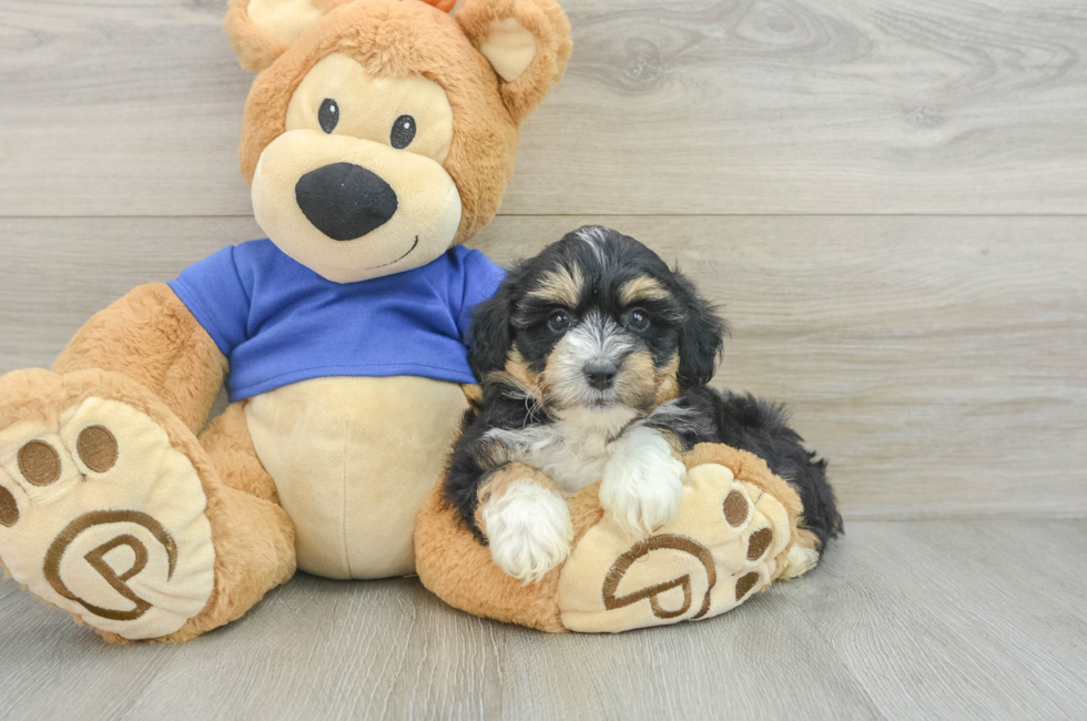 6 week old Mini Aussiedoodle Puppy For Sale - Premier Pups