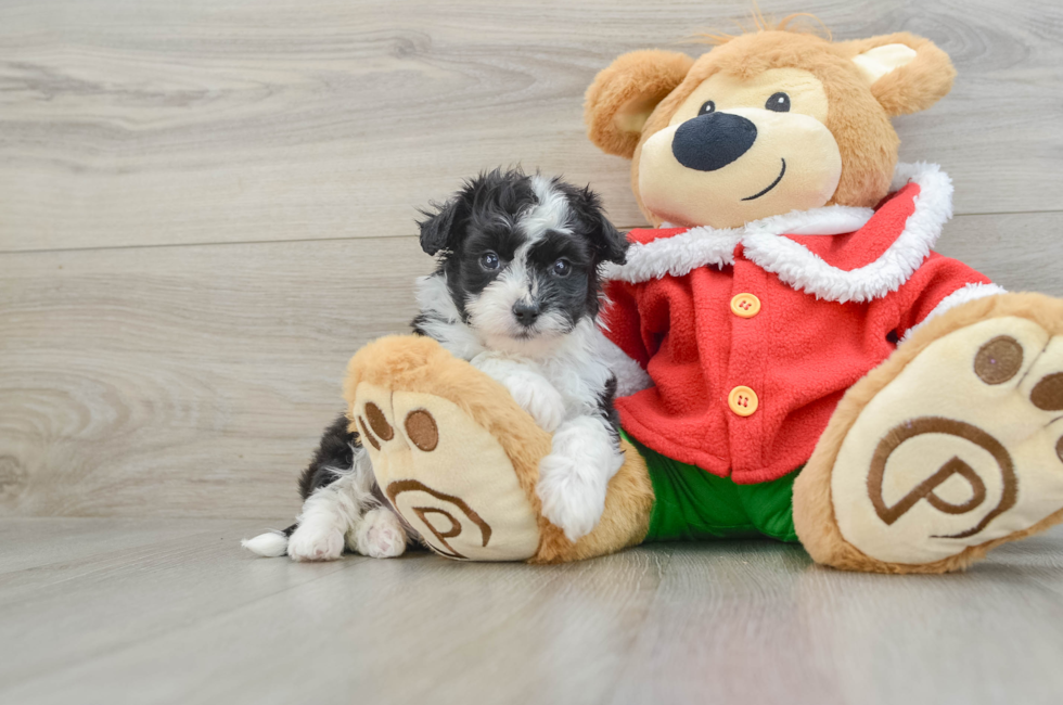 5 week old Mini Aussiedoodle Puppy For Sale - Premier Pups