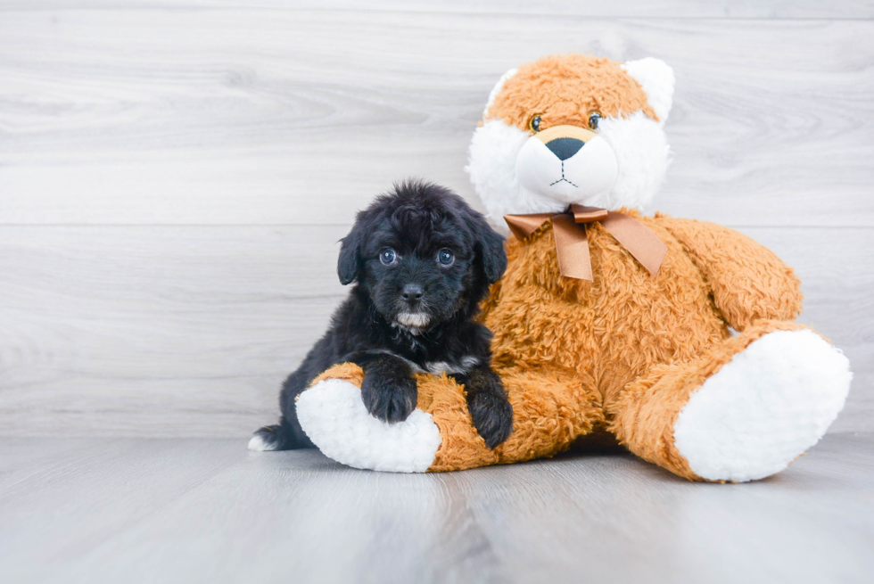 Best Mini Aussiedoodle Baby