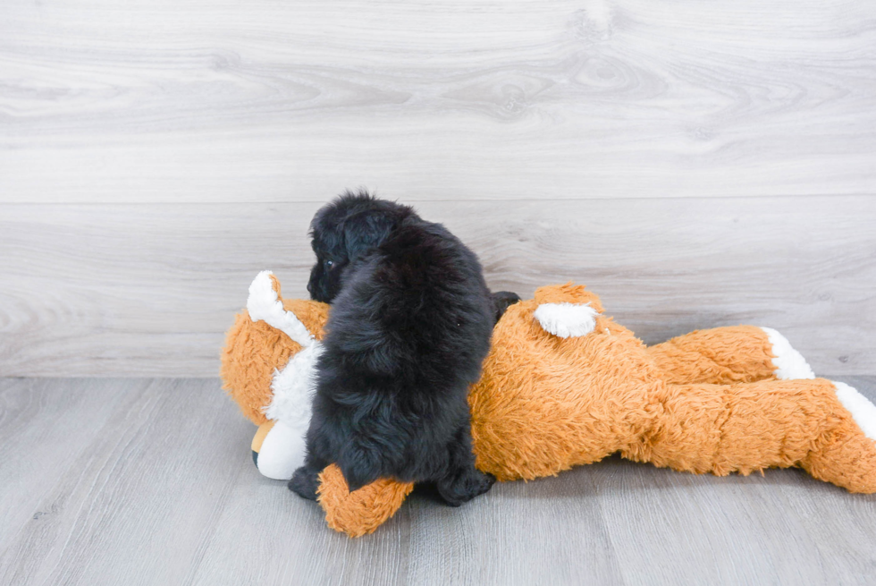 Mini Aussiedoodle Puppy for Adoption