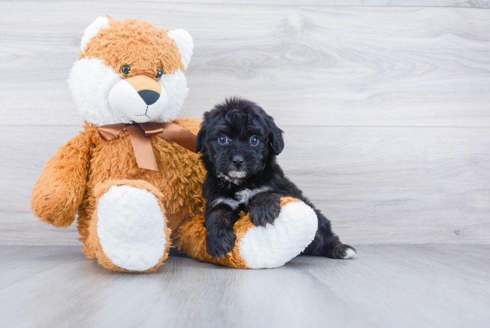 Mini Aussiedoodle Puppy for Adoption