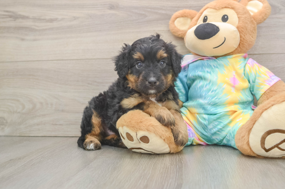 5 week old Mini Aussiedoodle Puppy For Sale - Premier Pups