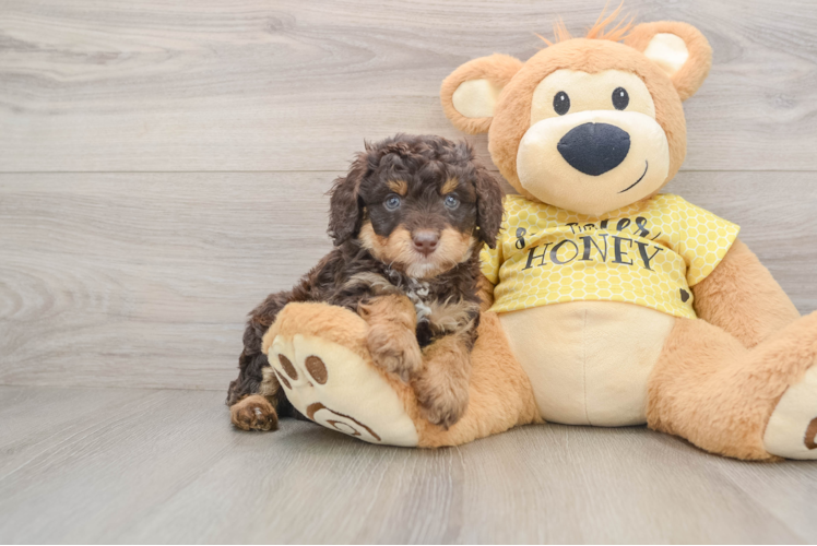 Cute Mini Aussiedoodle Baby