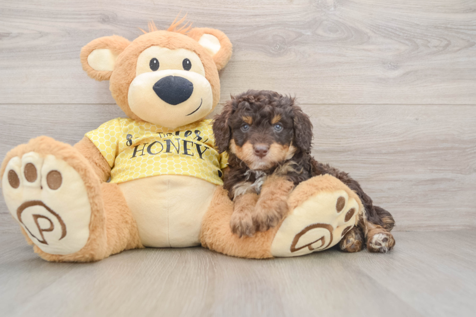 Friendly Mini Aussiedoodle Baby