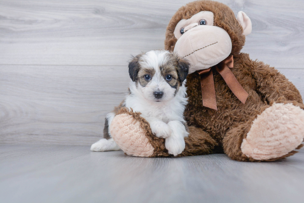 Hypoallergenic Aussiepoo Poodle Mix Puppy