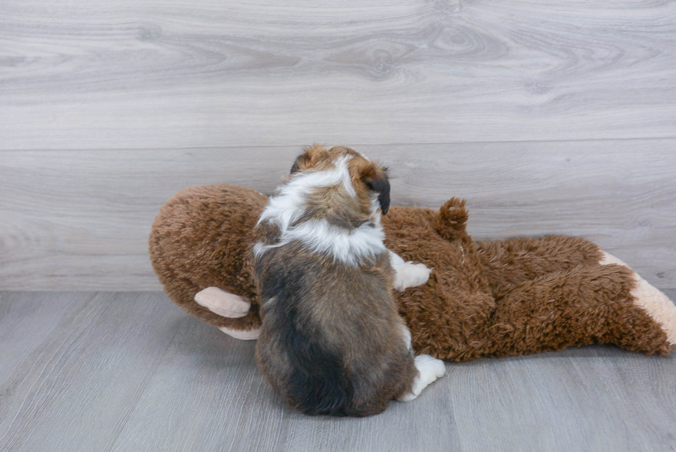 Mini Aussiedoodle Pup Being Cute