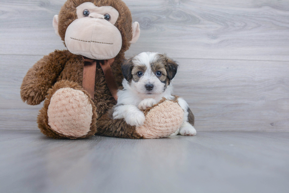 Funny Mini Aussiedoodle Poodle Mix Pup