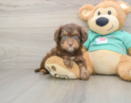 8 week old Mini Aussiedoodle Puppy For Sale - Premier Pups