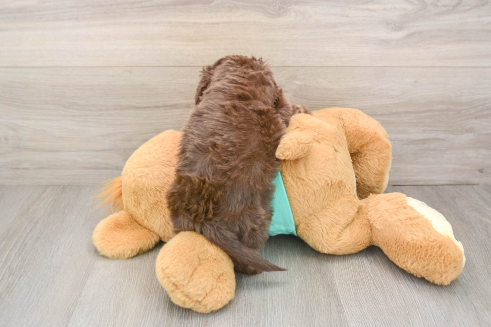 Petite Mini Aussiedoodle Poodle Mix Pup