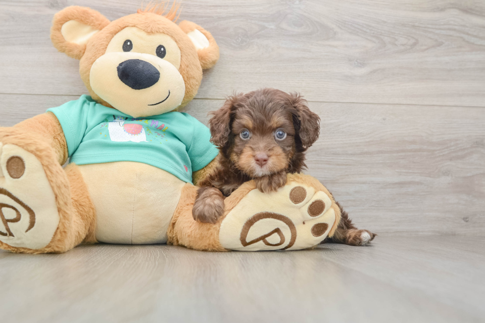 Friendly Mini Aussiedoodle Baby