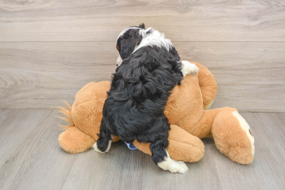 Mini Aussiedoodle Puppy for Adoption