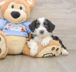 7 week old Mini Aussiedoodle Puppy For Sale - Premier Pups