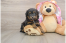 Fluffy Mini Aussiedoodle Poodle Mix Pup
