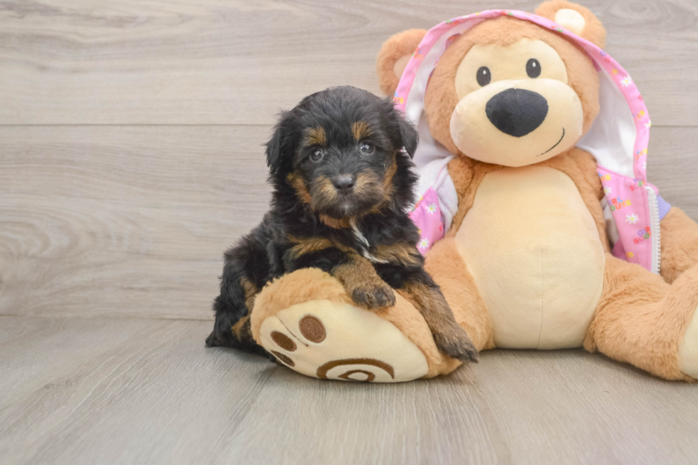 Fluffy Mini Aussiedoodle Poodle Mix Pup