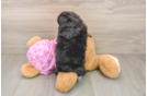 Happy Mini Aussiedoodle Baby