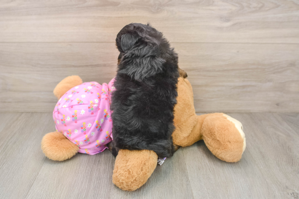 Happy Mini Aussiedoodle Baby