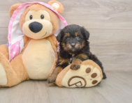 8 week old Mini Aussiedoodle Puppy For Sale - Premier Pups