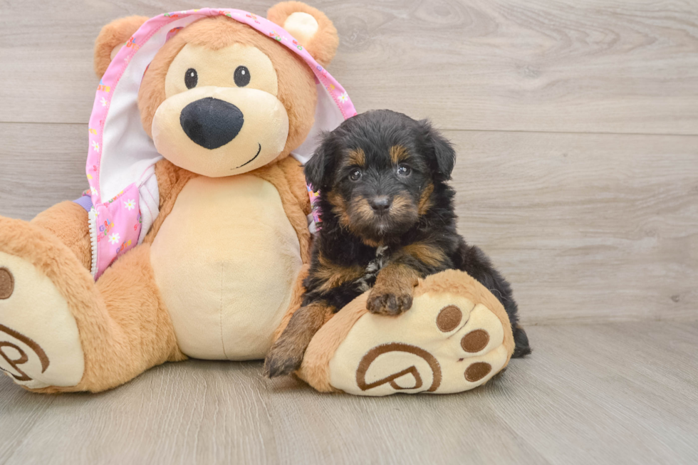 Mini Aussiedoodle Puppy for Adoption