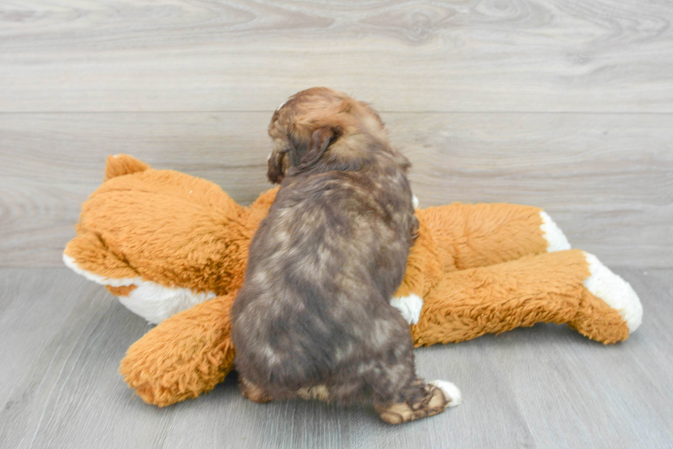 Petite Mini Aussiedoodle Poodle Mix Pup