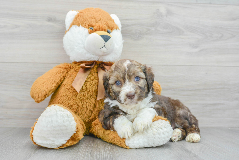 Mini Aussiedoodle Pup Being Cute