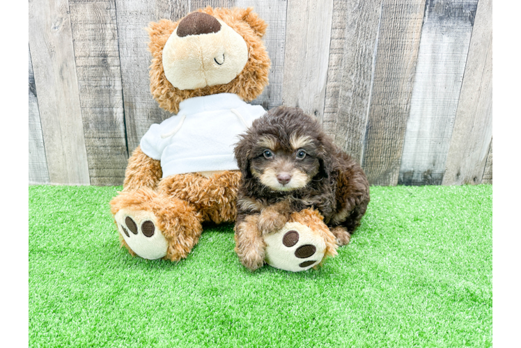 Best Mini Aussiedoodle Baby