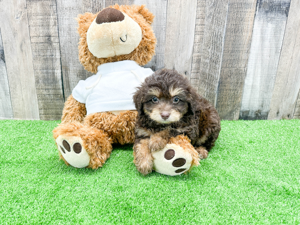 Best Mini Aussiedoodle Baby