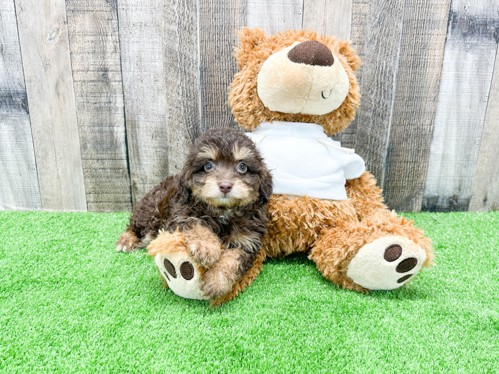 Mini Aussiedoodle Puppy for Adoption