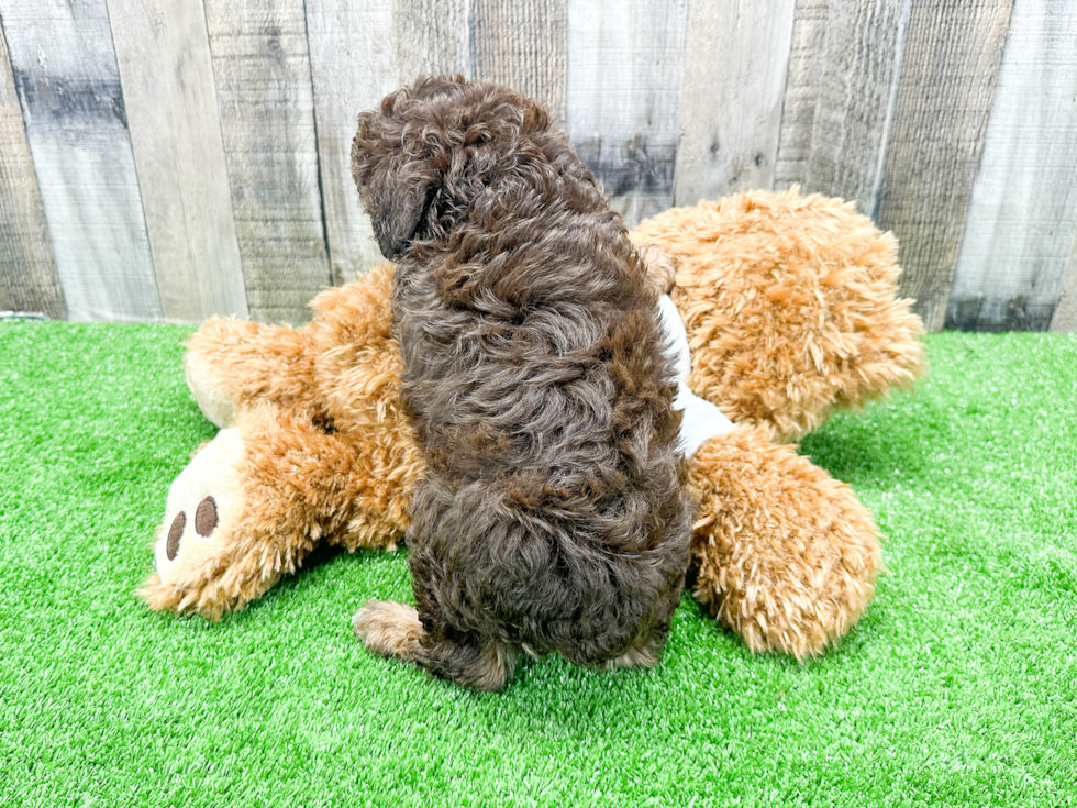 Best Mini Aussiedoodle Baby