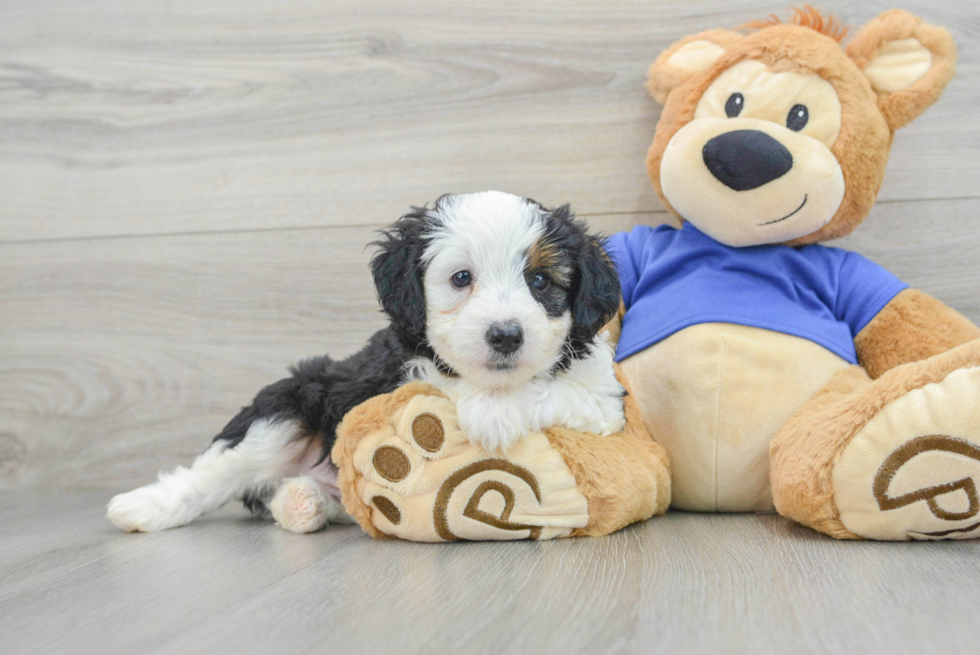 Sweet Mini Aussiedoodle Baby