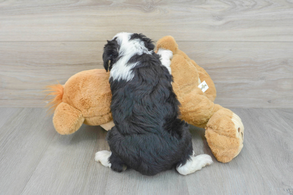 Mini Aussiedoodle Pup Being Cute