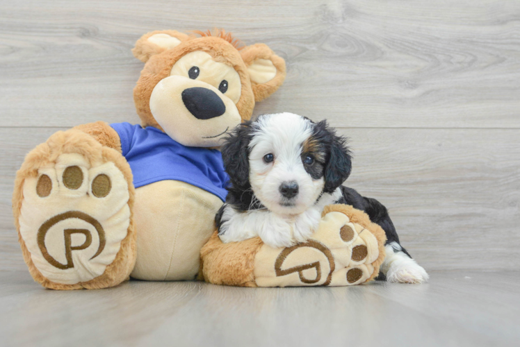 Playful Aussiepoo Poodle Mix Puppy