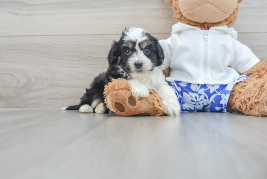 Mini Aussiedoodle Pup Being Cute