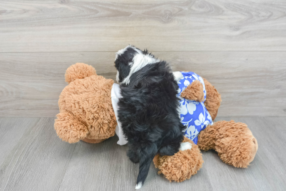 Best Mini Aussiedoodle Baby