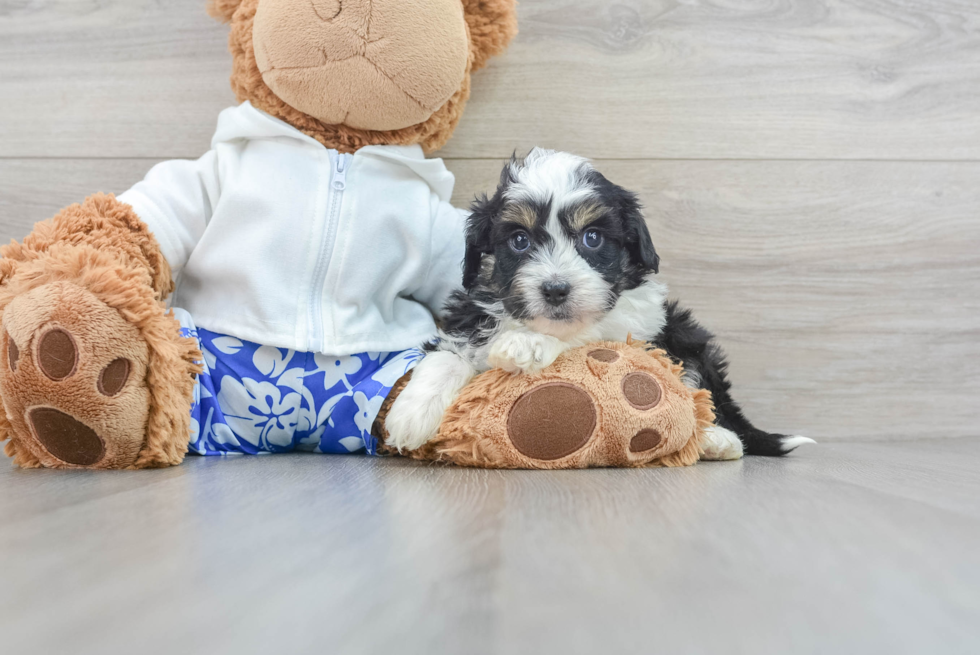 Mini Aussiedoodle Puppy for Adoption