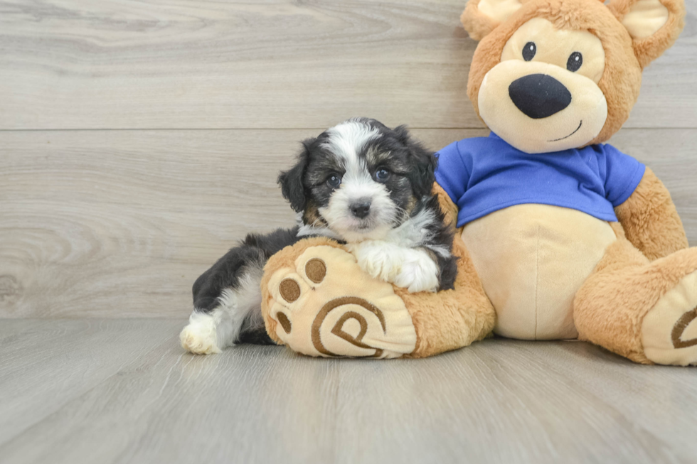 Fluffy Mini Aussiedoodle Poodle Mix Pup