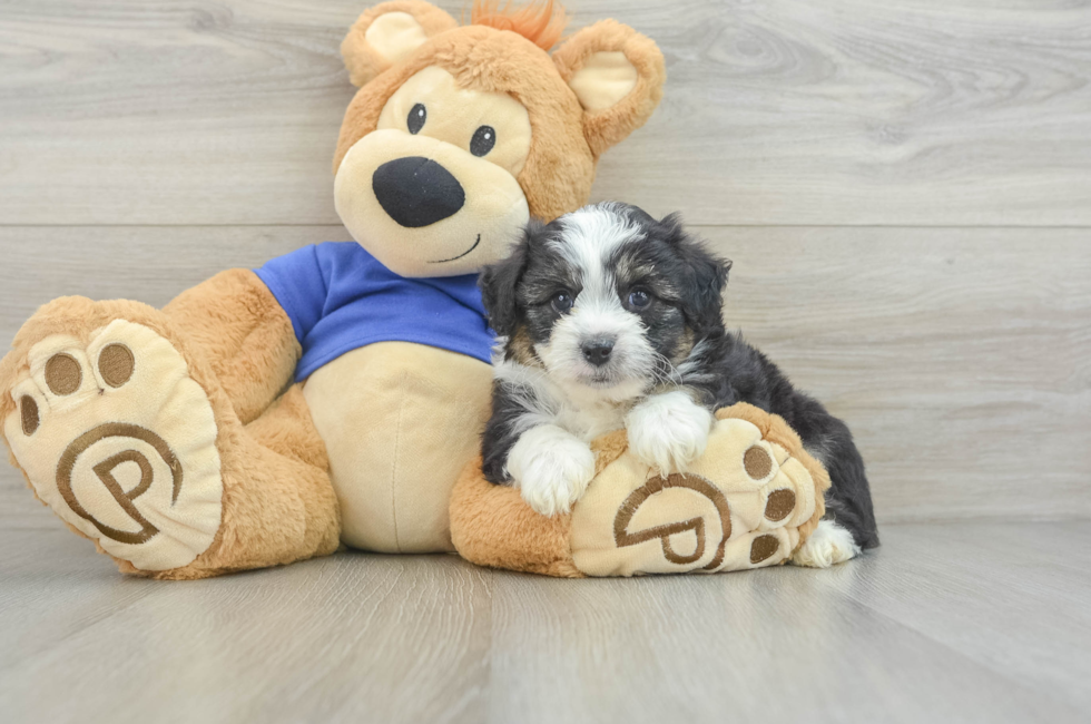 6 week old Mini Aussiedoodle Puppy For Sale - Premier Pups