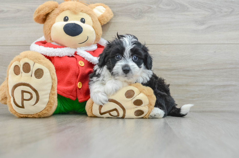 5 week old Mini Aussiedoodle Puppy For Sale - Premier Pups