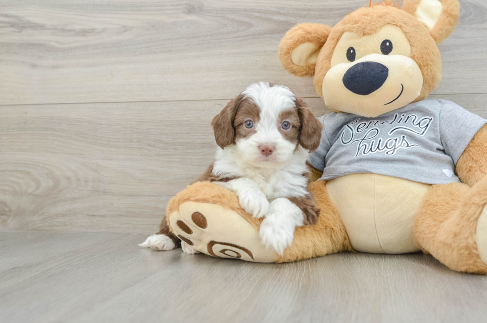 5 week old Mini Aussiedoodle Puppy For Sale - Premier Pups