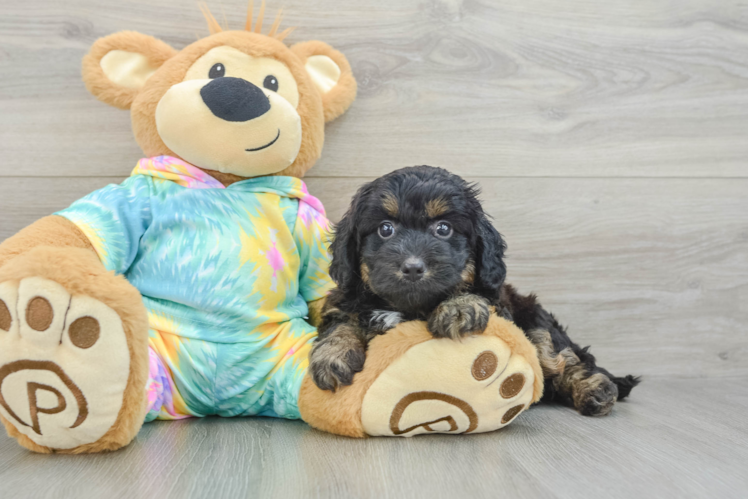 Hypoallergenic Aussiepoo Poodle Mix Puppy