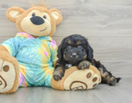 7 week old Mini Aussiedoodle Puppy For Sale - Premier Pups